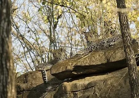 Wildlife Leopard in Satpura National Park